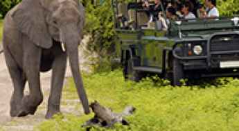 Experience the Wild Heart of Africa The Botswana Safari