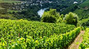 A Perfect Day of Scenic European Vineyard Hikes and Wine Tastings