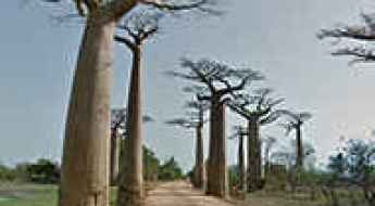 Avenue of the Baobabs