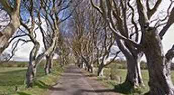 Dark Hedges