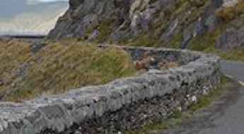 Safety Tips for Slea Head Drive in Ireland