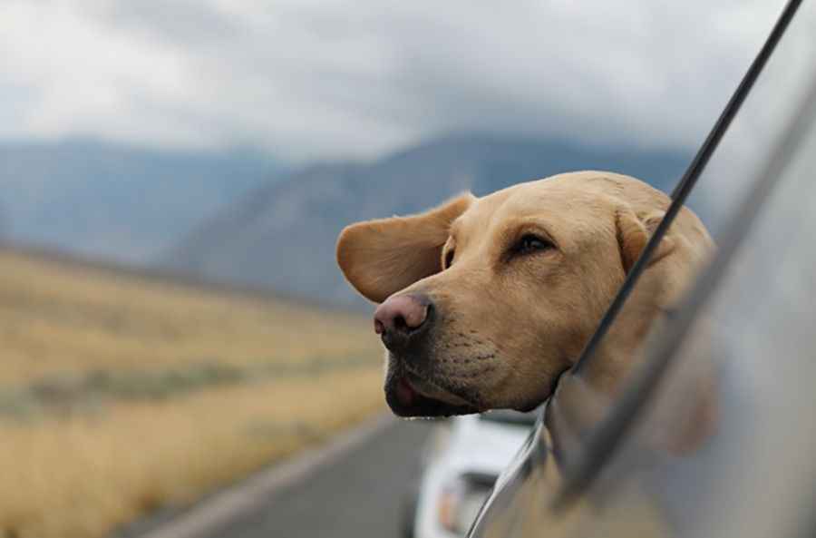 How to road trip with your dog