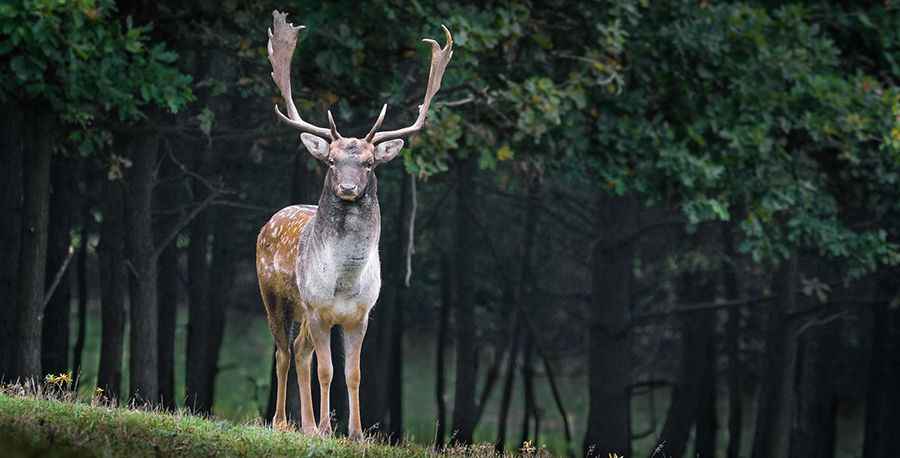 Best Road Trips in the US for Deer Hunters