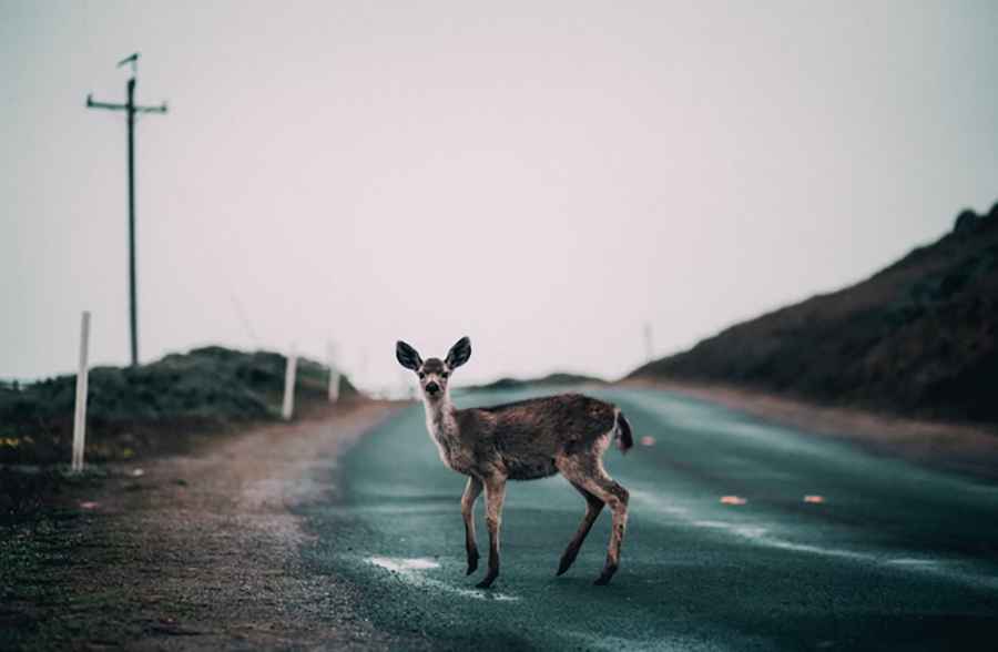 Navigating Michigan's Most Dangerous Wildlife Roads: The Complete Guide