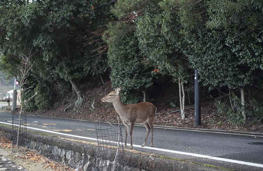 Animal Crashes: Why the Risk is Rising and How to Be Prepared