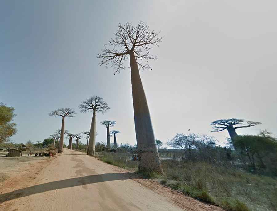 Avenue of the Baobabs