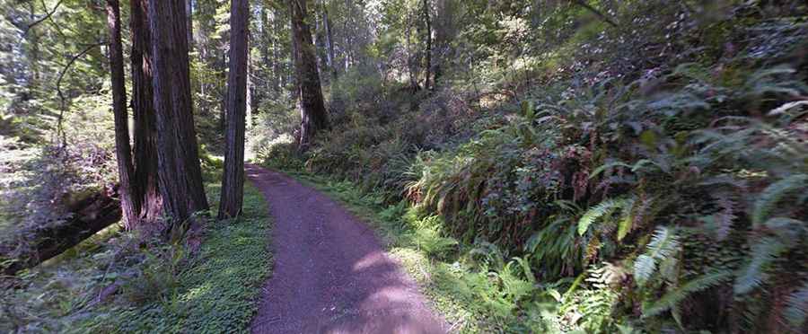 The most scenic drives in the Redwood National and State Parks