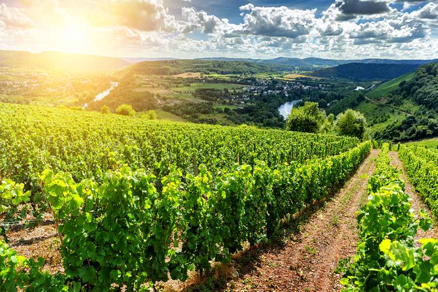 A Perfect Day of Scenic European Vineyard Hikes and Wine Tastings