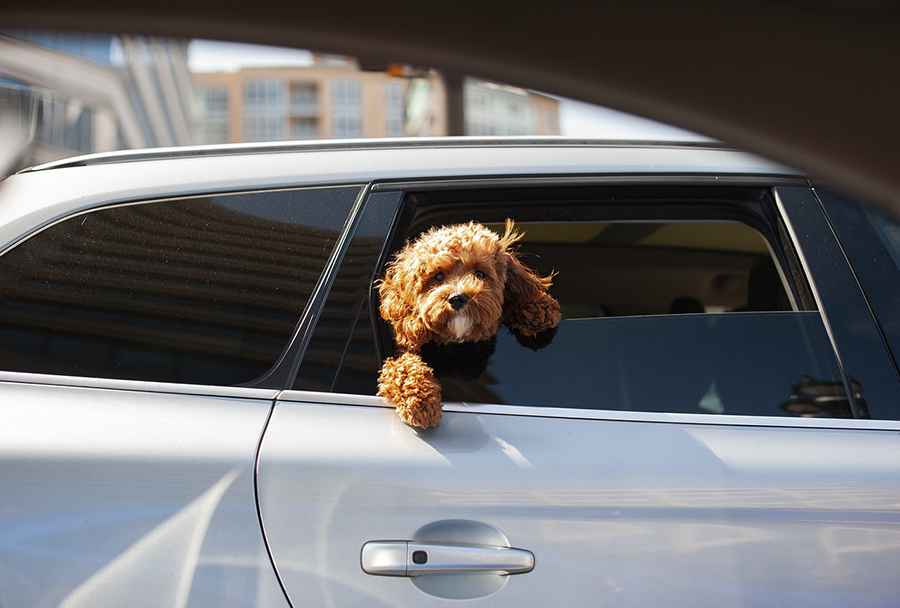 How to road trip with your dog