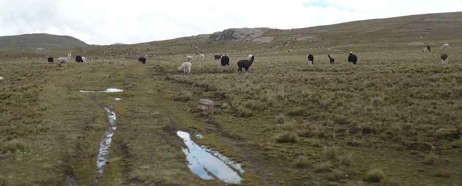 Laguna Ashcajocha