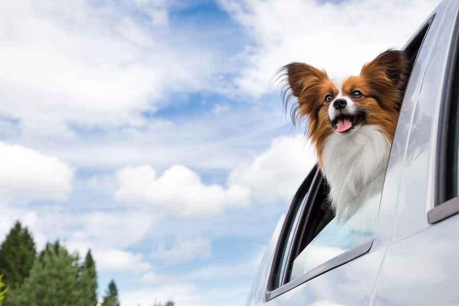 Tips on How to Travel with Pets by Car