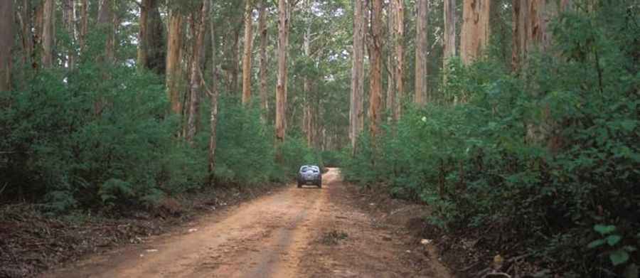 Boranup Drive