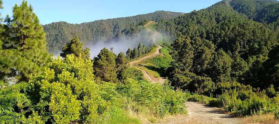 Camino Llano de Tauce