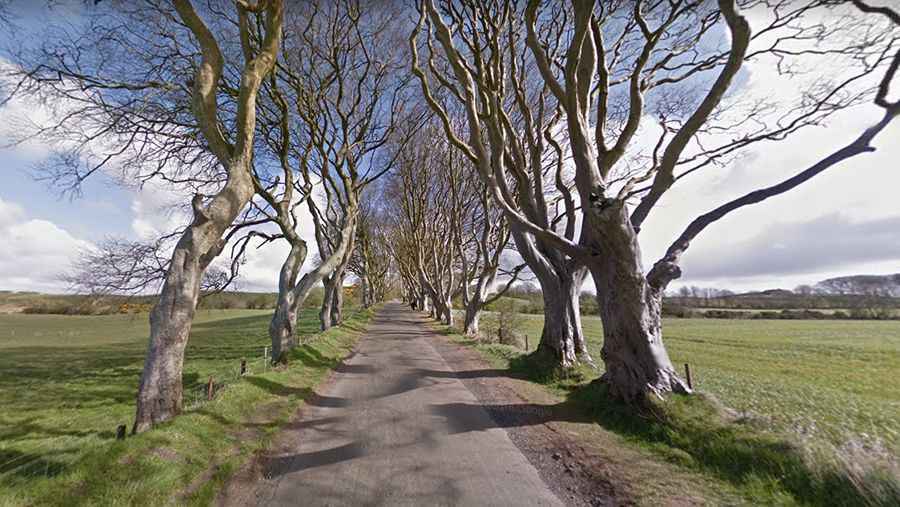 Dark Hedges